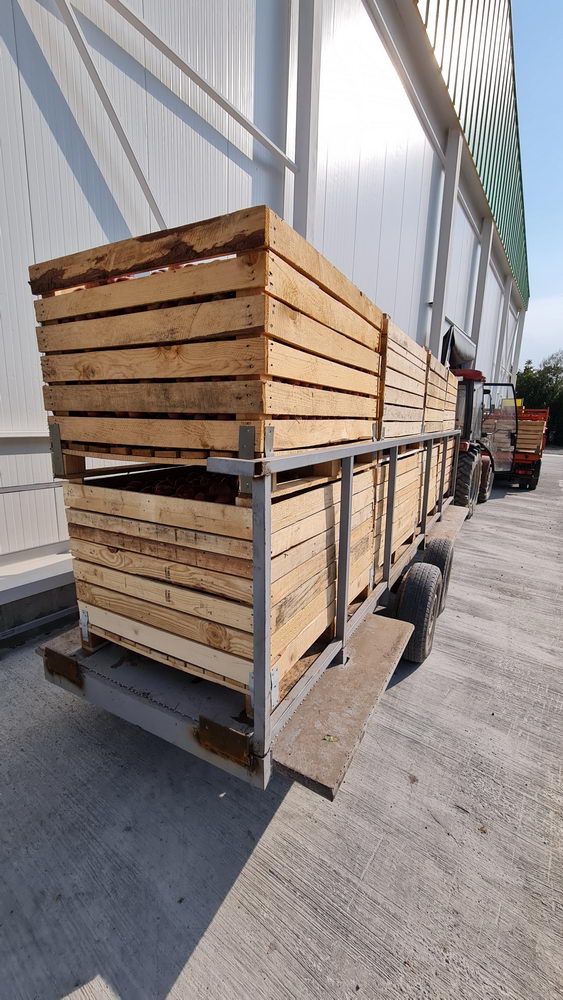 Klimakterik Meyveler