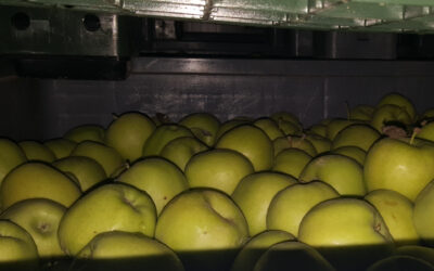 Controlled Atmosphere Storage