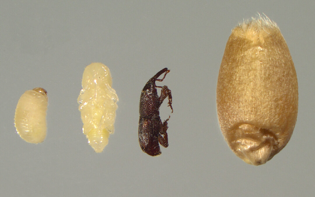 O2low Organic Fumigation